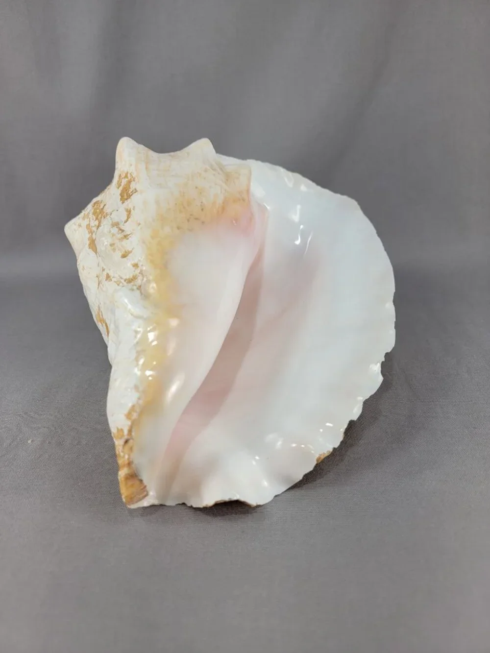 Vtg Natural Conch Shell Seashell Beach Nautical Home Decor Distressed Weathered
